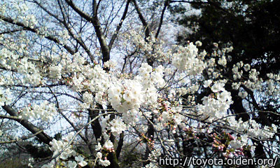 豊田市桜情報1